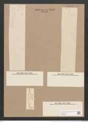 Pleurosigma angulatum strigosum (Queck.) W.Sm. (de-Toni-Nr.: Genus 13, Species 1001) Zeichnungen Sammlung Grunow Nr. 2028 (NHMW-BOT-W0368880)
